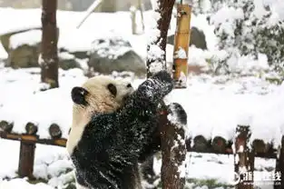 熊猫卖萌的雪地生活