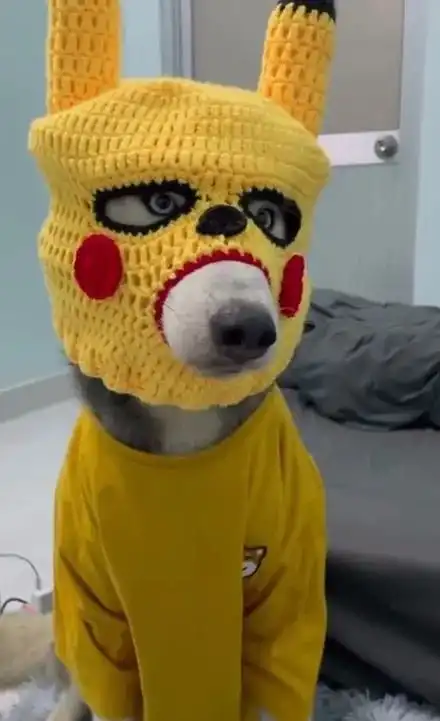 网友给二哈买了套皮卡丘衣服,结果回来给狗子穿上后,卖家哭了
