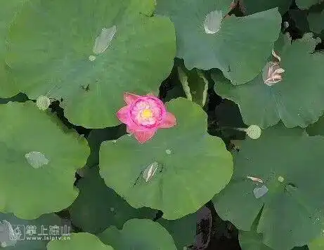 西昌邛海湿地万亩荷花进入盛开期