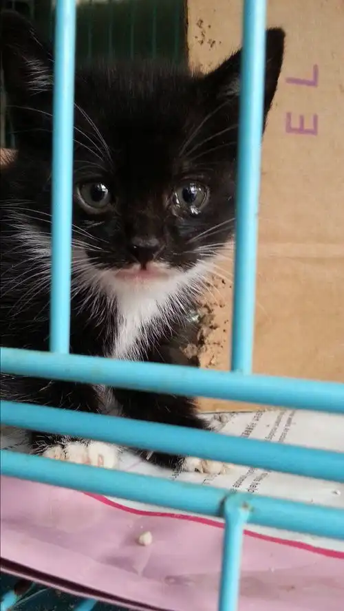上海多只足月小猫求领养