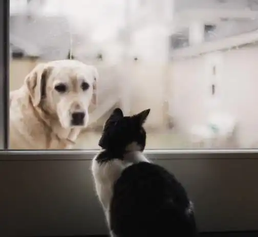 夸奖猫咪也是和猫咪建立信任的方式,如何让猫咪听懂夸奖