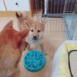 抖音柴犬小柴家买的带证书