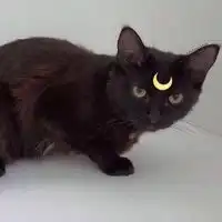 萌萌哒猫咪搞笑头像微信头像图片大全