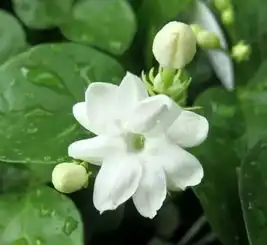 这四种花堪称鲜活的香水,盛开时满院满室飘香