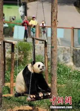 云南看电视解闷熊猫情绪恢复又见卖萌