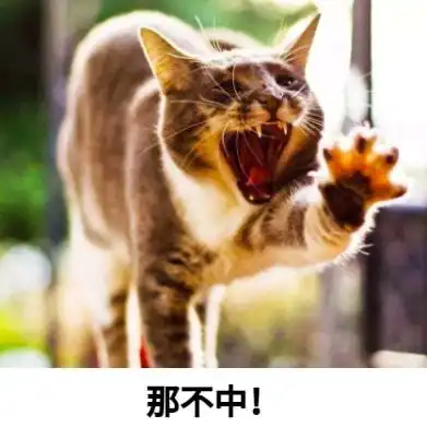 冷知识猫越秃越爱你