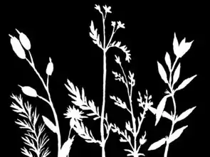 新款简约植物树枝图片素材ai模板下载1.40mb树叶大全自然