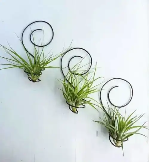 种花其实可以不用花盆的
