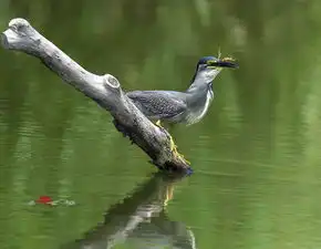 绿鹭吞食大青蛙