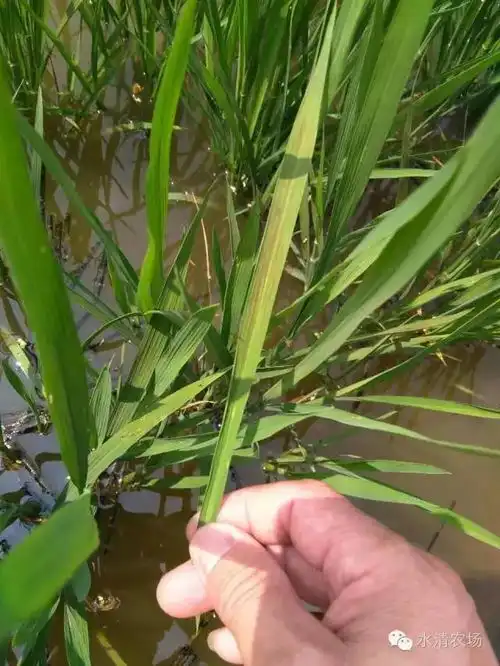 稻叶突然生斑案例辨析稻叶突然发红了南北各地大面积出现