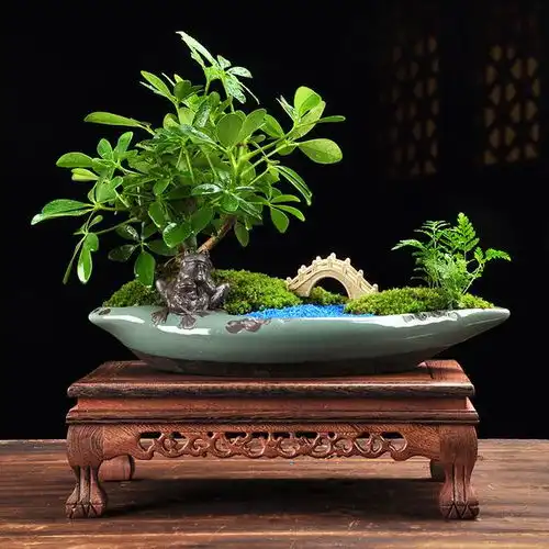 盆栽花卉摆错地方,效果会适得其反,妙招让你吉祥如意聚财发福