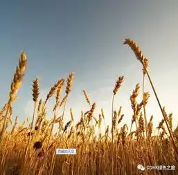 科普你了解餐厨垃圾吗