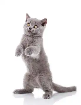 点击来源直接获取大图文件灰色的猫用后腿行走摄影搞笑猫猫高清大图