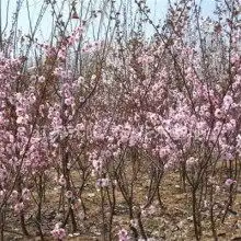 青州市万绿花卉苗木专业合作社