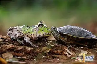 青蛙本想搭便车嫌乌龟爬行慢跳下推它