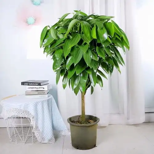 12种花,建议养一盆,不仅吸收废气,还有旺财添福的美好寓意