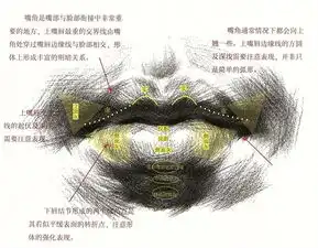素描头像画不好超实用五官解析来了