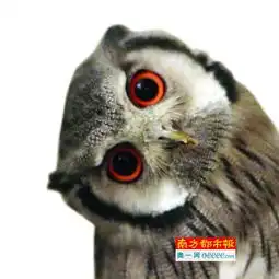 招惹野生萌宠小心让你变萌蠢