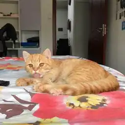 网红橘猫英短红虎斑大眼睛无敌可爱公四个月