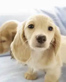 图神犬小七同款精品拉布拉多导盲犬疫苗驱虫已做成都宠物狗