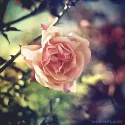 自然风光54花免费下载演界网