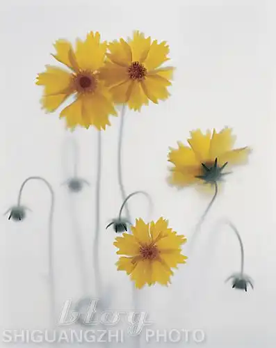 石广智的淡雅花卉
