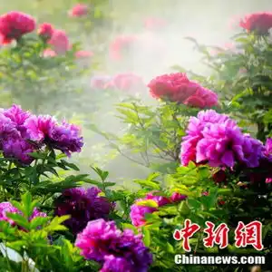 在菏泽,原来可以这样过年