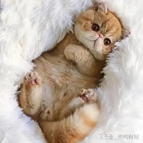 你知道动漫中的猫,卡鲁宾,汤姆,起司,黑猫警长都是什么猫吗