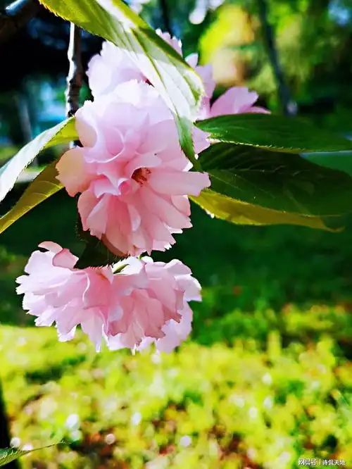 韩愈最绝妙的一首晚春诗,意境独特,仅仅28字便直接写活了晚春