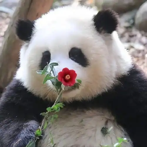 测试一个超长简介的文章