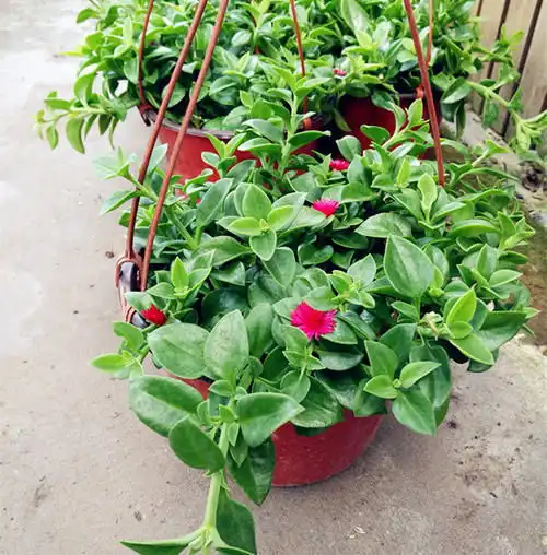 是菜还是花家里养的1盆花,凉拌清新爽口,原来真能吃
