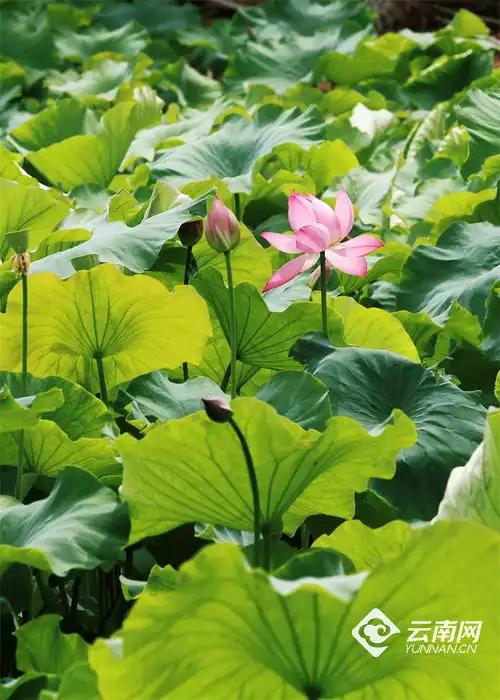 大观公园夏日荷花初绽放