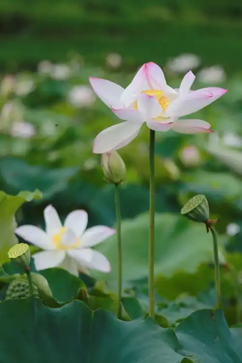 静谧而治愈的盛夏荷花盛开了,都快快快去拍