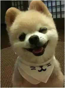 宠物界的明星,不想做明星的狗狗不是好萌犬