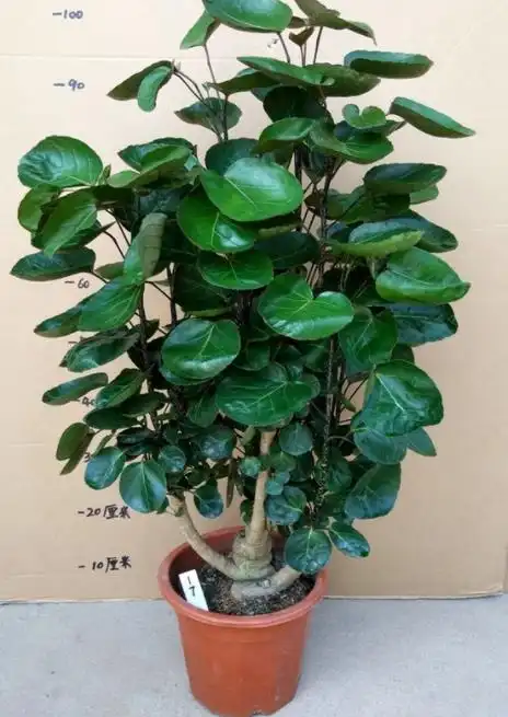 4种霸气侧漏的丑绿植,四季油绿寓意好,是家庭盆栽佳品