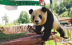 记者专访云南野生动物园揭秘大熊猫留昆8大理由