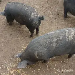 关中黑猪养殖基地6图片北京公司企业大众点评网
