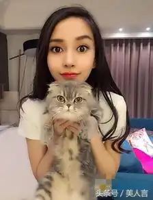 angelababy有多爱猫,家里都是喵星人