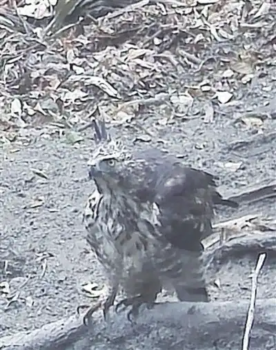 纳板河流域国家级自然保护区首次拍到鹰雕