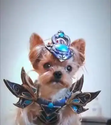 美术生给宠物做衣服,软萌小狗变王者后羿,美术生养宠物也很硬核