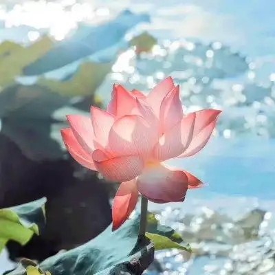 测试一个超长简介的文章