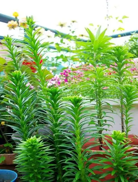 diy改造30㎡露台花园,唯美小资小清新,真是美得一塌糊涂