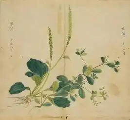 细井徇诗经名物图解典雅诗句中的花草树木