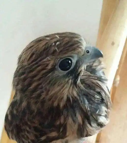 老外购买小奶狗,养了五年发现不对劲,现在每天保持警惕