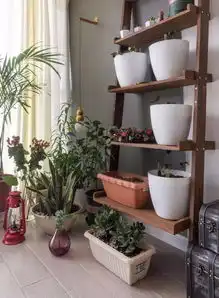 有了花架,阳台种花草,好美妙