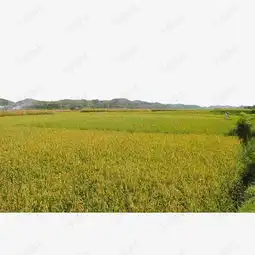 山下稻田素材图片免费下载高清png千库网图片编号8380339