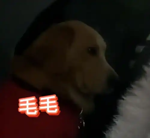 天津女子半夜叫醒金毛陪她出去买饮料,随后狗子的反应让网友乐了