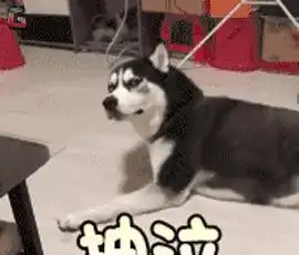 二哈搞笑表情大集合,确认过表情,血统都很纯正