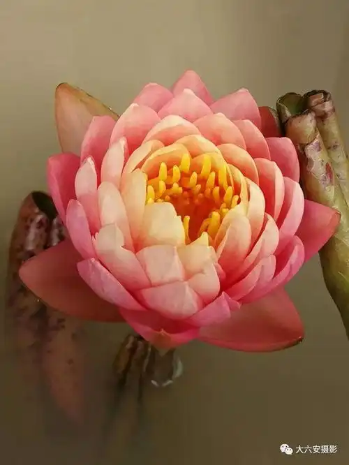 荷花盛开摄影师多种技法拍佳作
