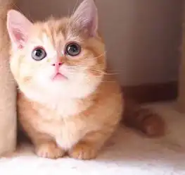 有多少人想养一只橘猫小时候萌炸,长大后大脸盘子快流下来了
